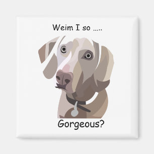 Magnifique aimant Weimaraner