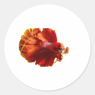 ​Magnifique Autocollant de Combat de Poisson Rouge