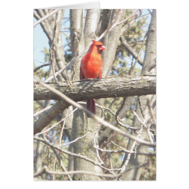 Magnifique cardinal assis sur une carte vierge de  (Devant)