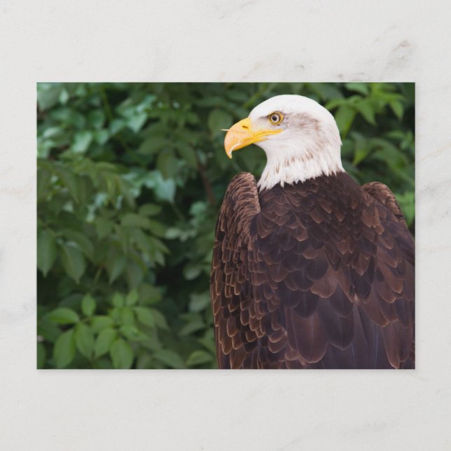 Magnifique Carte postale Aigle (Devant)