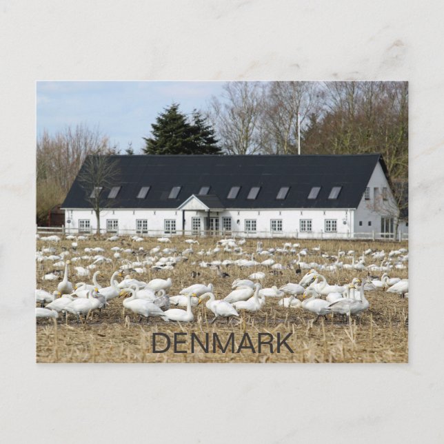 Magnifique carte postale des cygnes du Danemark ! (Devant)