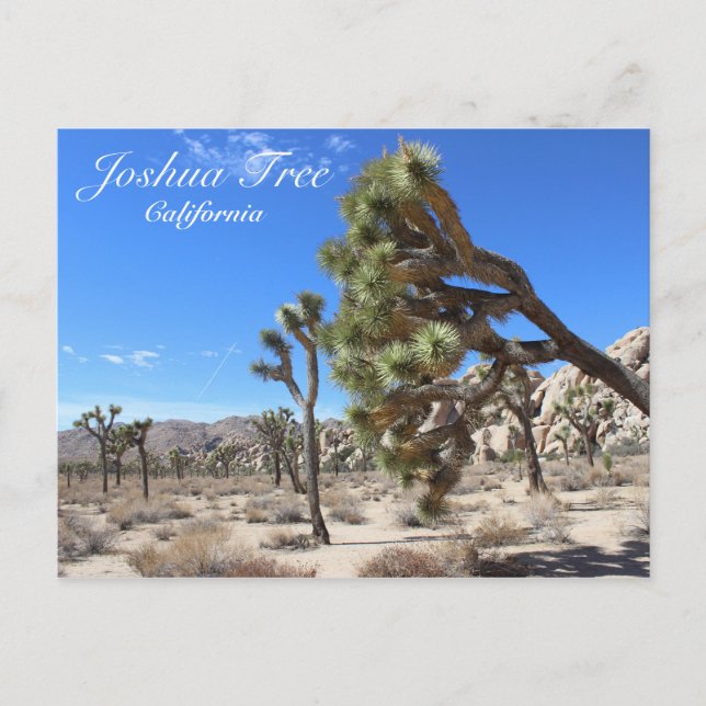 Magnifique Carte Postale Joshua Tree ! (Devant)