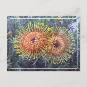 Magnifique carte postale orange et jaune de protéi