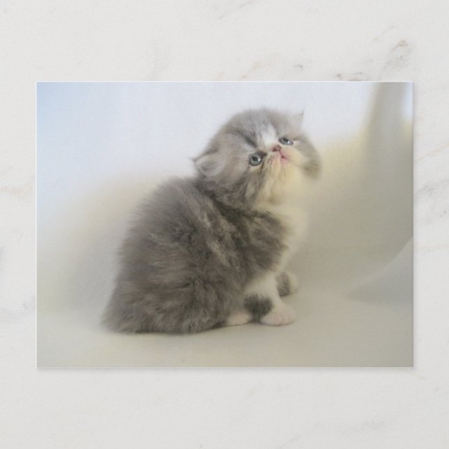 Magnifique carte postale Persian kitty (Devant)