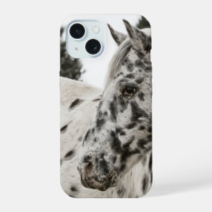 Magnifique cheval Appaloosa noir et blanc, western