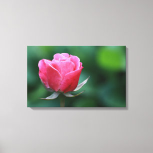 Magnifique impression sur toile tendue de rose ros