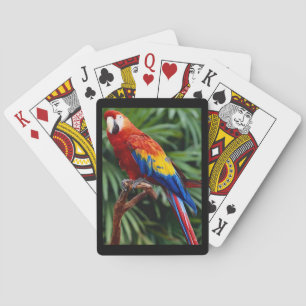 Magnifique Macaw Deck de cartes à jouer
