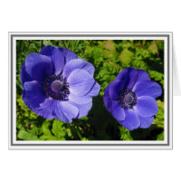 Magnifique Pavot Violet Photographie noir Cartes d