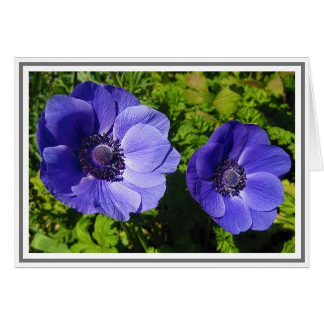 Magnifique Pavot Violet Photographie noir Cartes d (Devant horizontal)