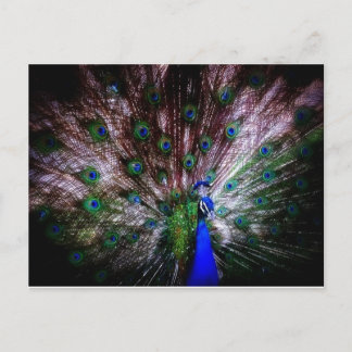 Magnifique Peacock, Carte postale