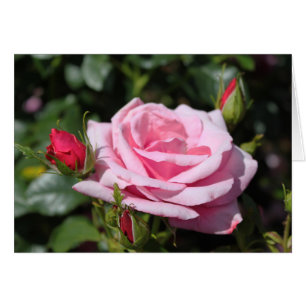 magnifique rose rose rose fleur et bourgeons photo