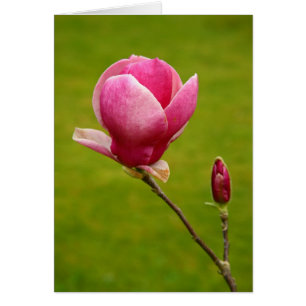 Magnolia