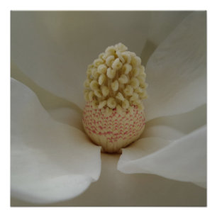 Magnolia 20" x 20", Poster Papier, Semi-brillant
