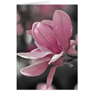 Magnolia à assiette japonaise rose