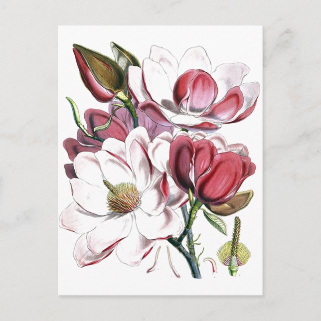 Magnolia Asiatische Blume Vintag Alte Illustration Postkarte (Vorderseite)