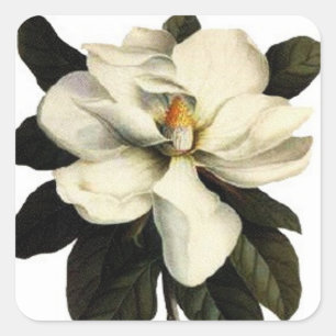 Magnolia - autocollant