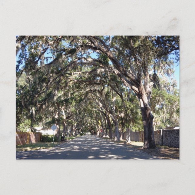 Magnolia avenue st augustine Florenz Postkarte (Vorderseite)