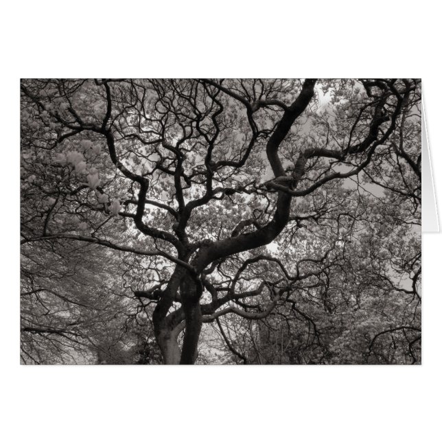 Magnolia Bäume in Blossom (Vorderseite (Horizontal))