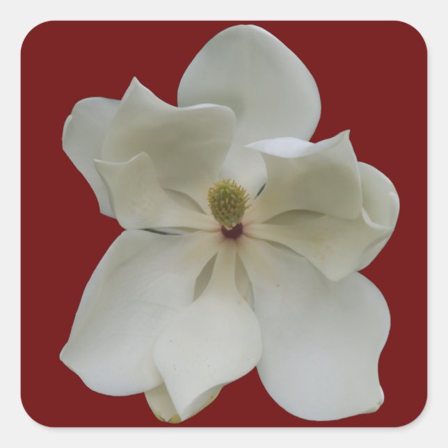 Magnolia blanche sur autocollants (Devant)