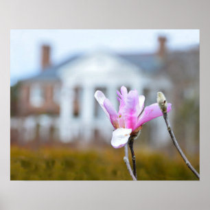 Magnolia Bloom in Boone Hall, South Carolina Poster