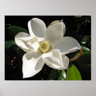 Magnolia Bloom Poster