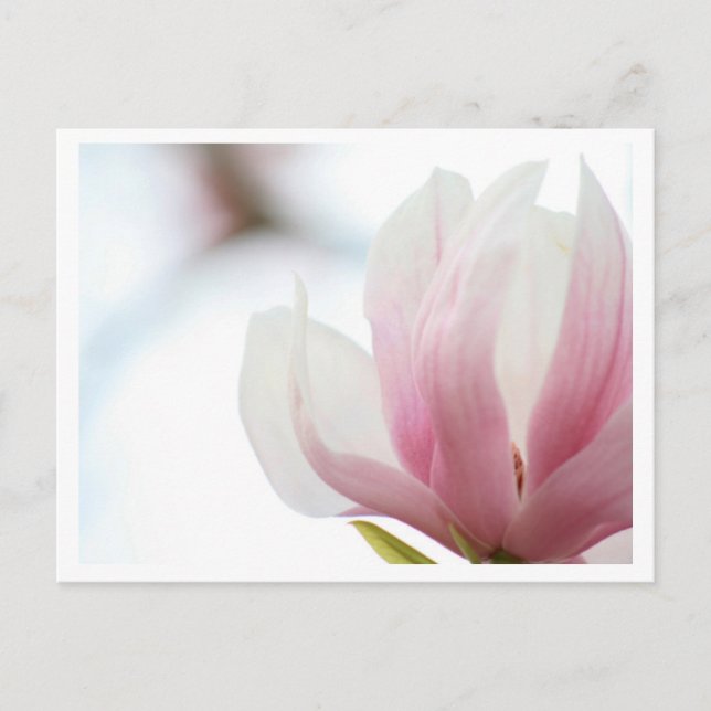 Magnolia Bloom Postkarte (Vorderseite)