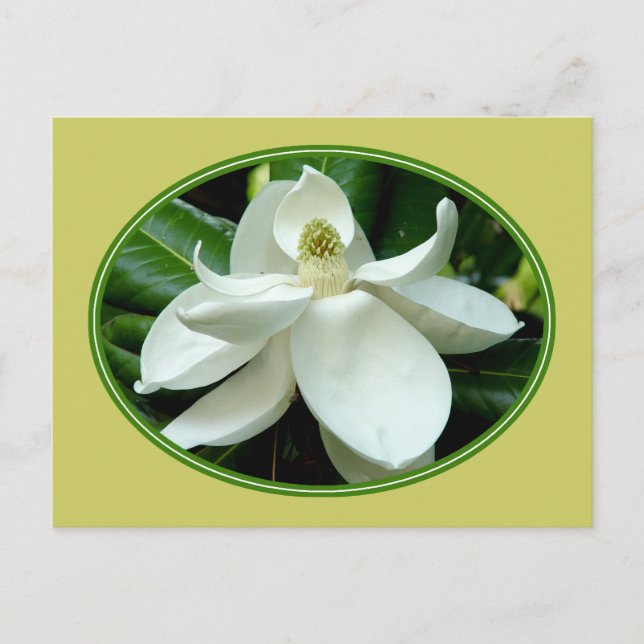 Magnolia Bloom Postkarte 2 (Vorderseite)