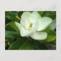 Magnolia Bloom Savannah Georgia