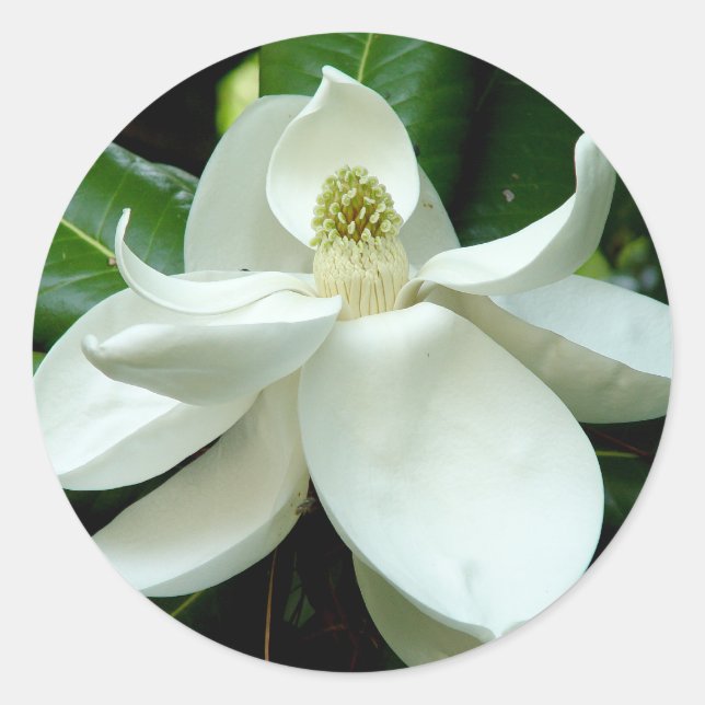 Magnolia Bloom Sticker (Vorderseite)