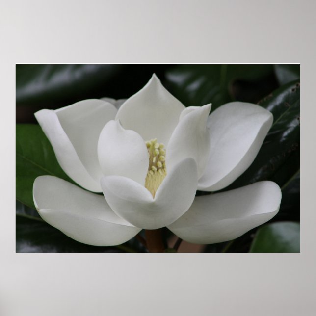 Magnolia Blossom auf dem Campus von Blacksburg Poster (Vorne)