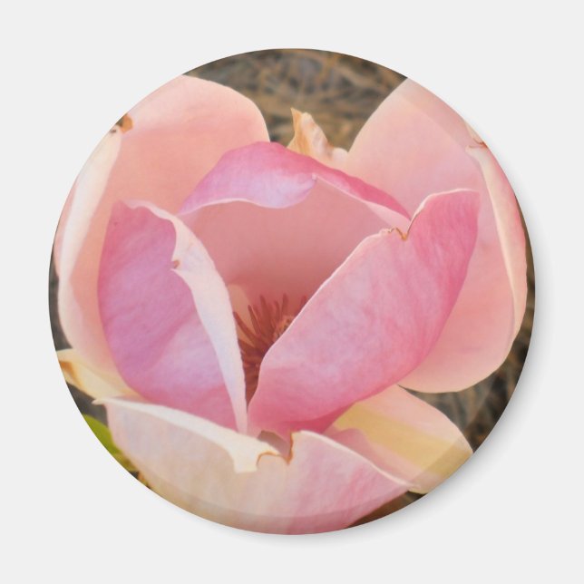 Magnolia Blossom Magnet (Vorne)