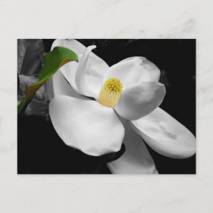 Magnolia Blossom Marketing Postkarte