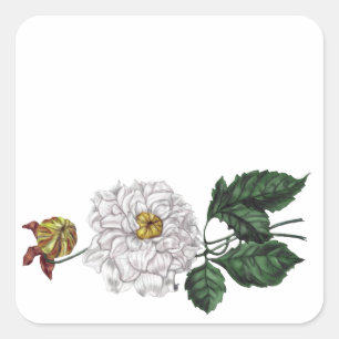 Magnolia Blossom Quadratischer Aufkleber
