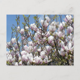 Magnolia blüht im Frühjahr Postkarte
