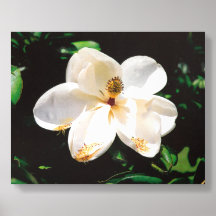 Magnolia-Blume