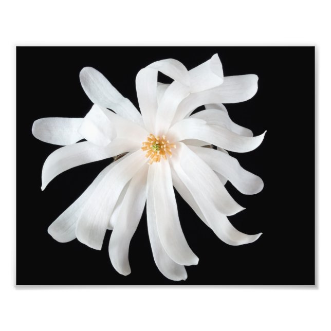 Magnolia-Blume Fotodruck (Vorne)