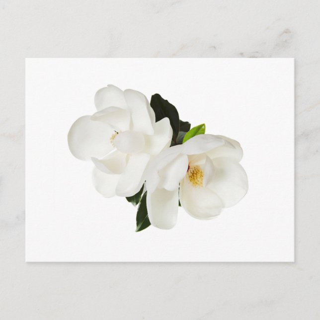 Magnolia Blume Magnolias Blume Postkarte (Vorderseite)