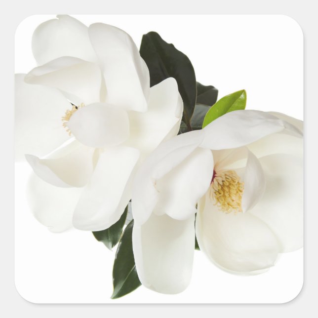 Magnolia Blume Magnolias Blume Quadratischer Aufkleber (Vorderseite)