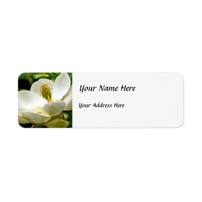 Magnolia-Blume Nah (Vorne)