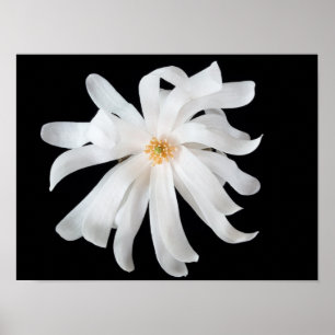 Magnolia-Blume Poster