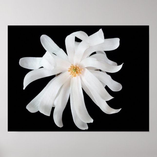 Magnolia-Blume Poster (Vorne)