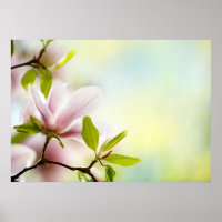 Magnolia-Blume