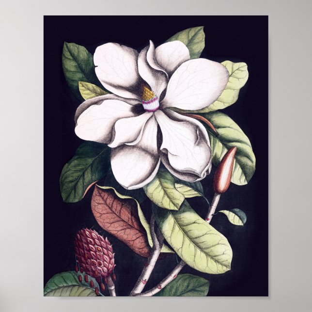Magnolia-Blume Poster (Vorne)