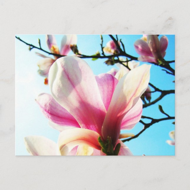 Magnolia-Blume - Postkarte (Vorderseite)