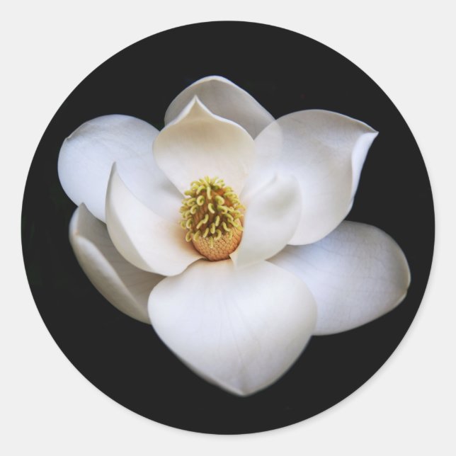 Magnolia Blume Schwarzer Rundsticker Runder Aufkleber (Vorderseite)