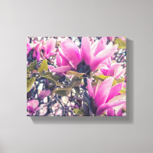 Magnolia-Blüten