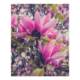 Magnolia-Blüten Poster