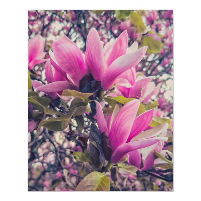 Magnolia-Blüten Poster (Vorderseite)