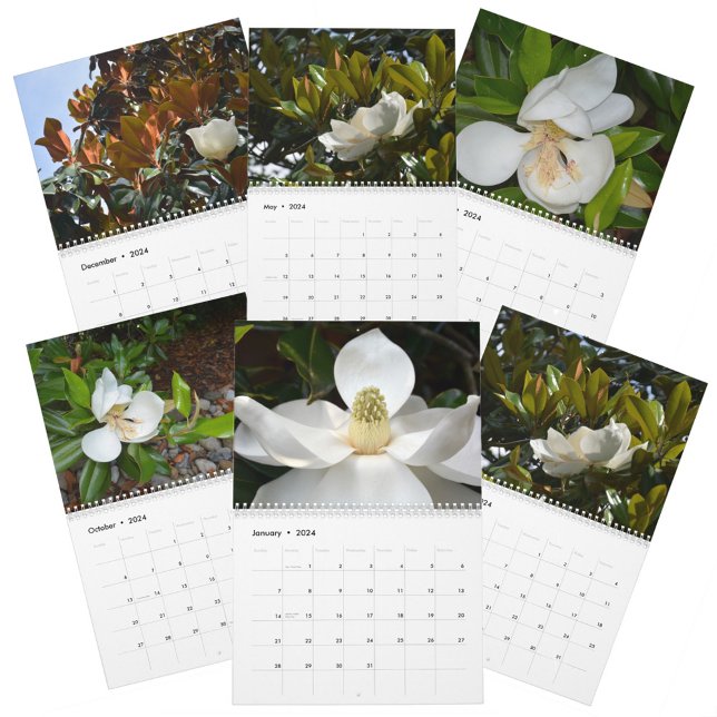 Magnolia Blüten Schöne Fotografie Kalender (Von Creator hochgeladen)