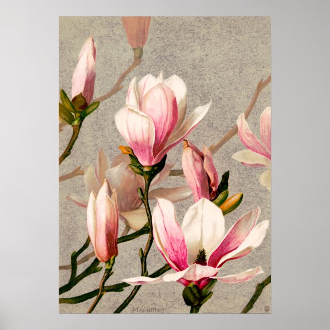 Magnolia Blüten von L. Prang & Co. Poster (Vorne)